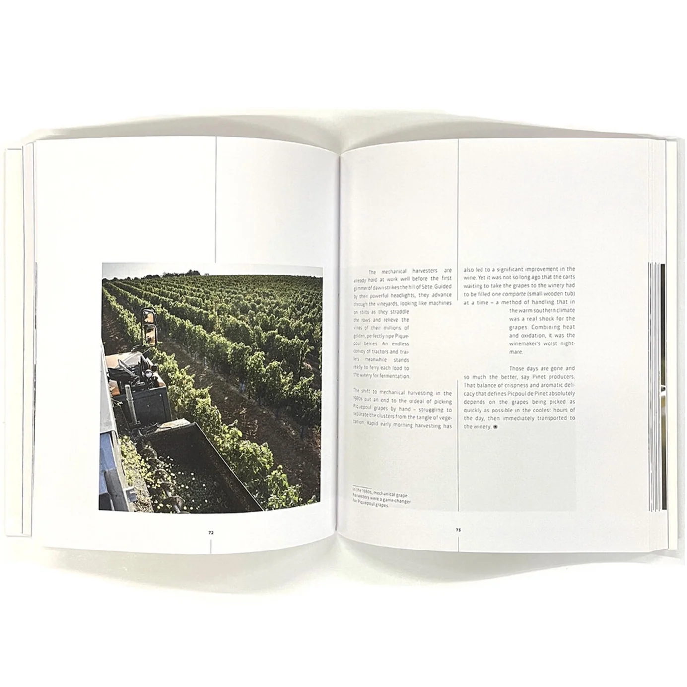 Picpoul de Pinet- The White Mediterranean Vineyards of the Languedoc — Photo 4